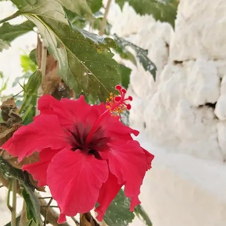 Apartment Kostas Vasiliki (Lefkada)